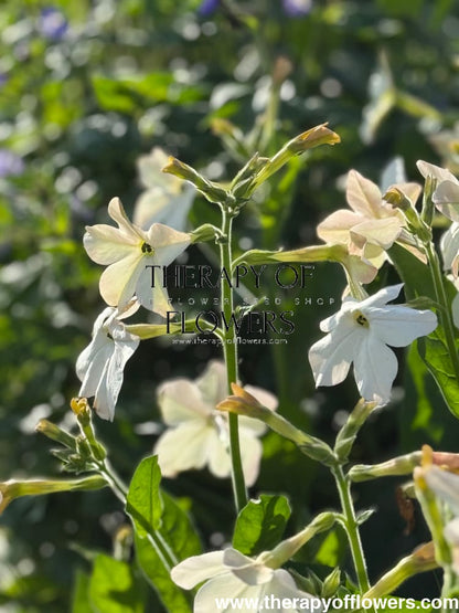 Nicotiana x sanderae Sirius Appleblossom F1 | Flowering Tobacco | Pelleted therapyofflowers.com