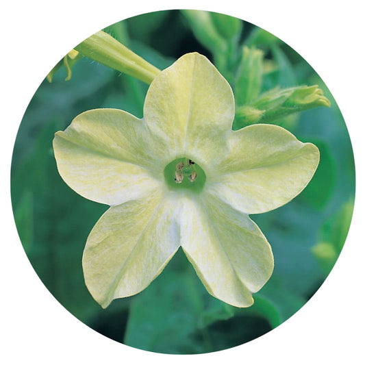 Nicotiana x sanderae Star Flare Lime F1 therapyofflowers.com