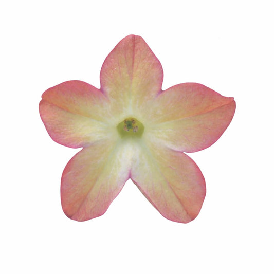 Nicotiana x sanderae Star Flare Purple Bicolor F1 | Flowering Tobacco | Pelleted therapyofflowers.com