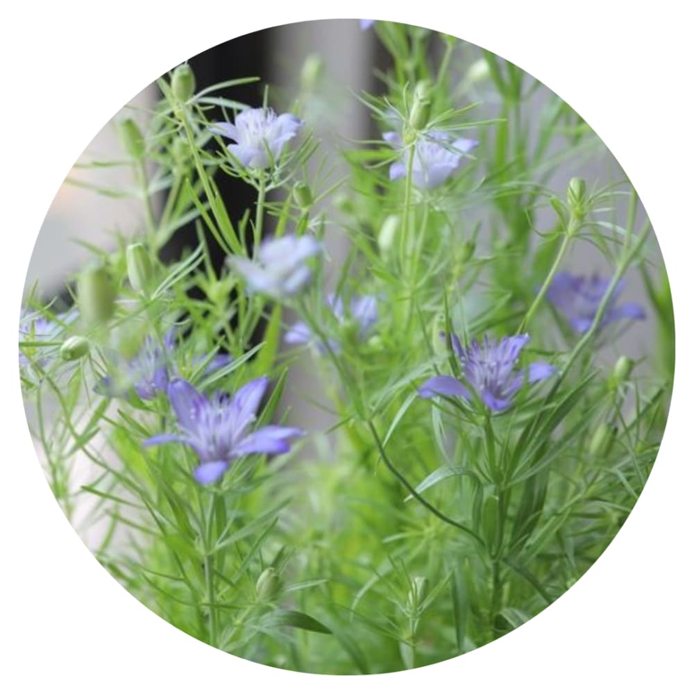 Nigella bucharica Blue Stars therapyofflowers.com