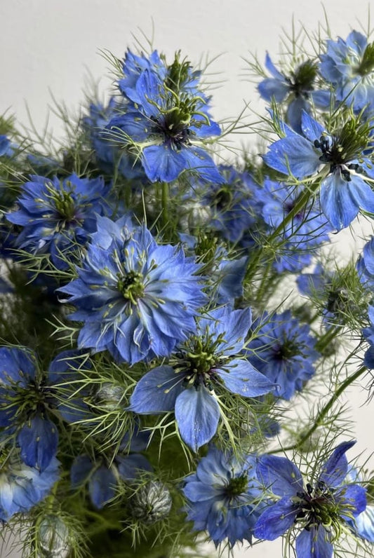 Nigella damascena Miss Jekyll Light Blue - 1 gram / 70 cm - seeds