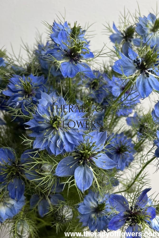 Nigella damascena Miss Jekyll Light Blue - 1 gram / 70 cm - seeds
