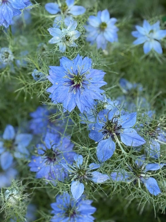Nigella damascena Miss Jekyll Light Blue | Love-in-a-Mist | 2 gram therapyofflowers.com