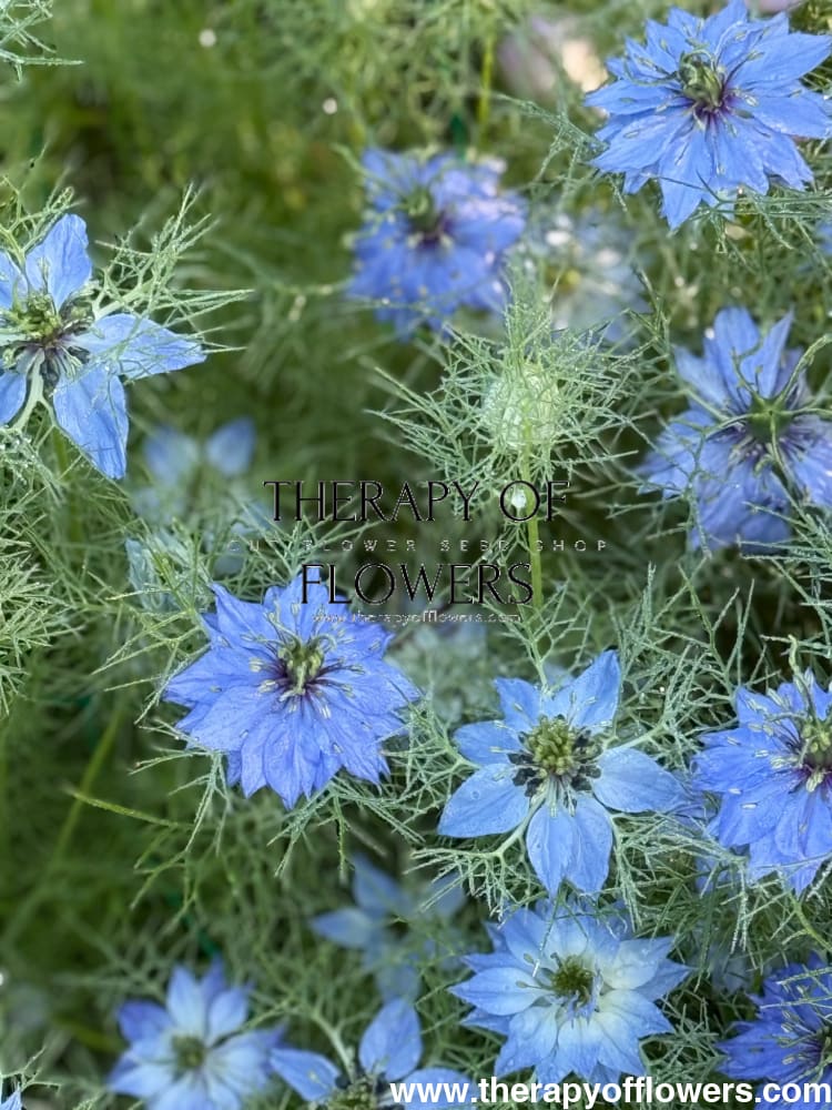 Nigella damascena Miss Jekyll Light Blue | Love-in-a-Mist | 2 gram therapyofflowers.com