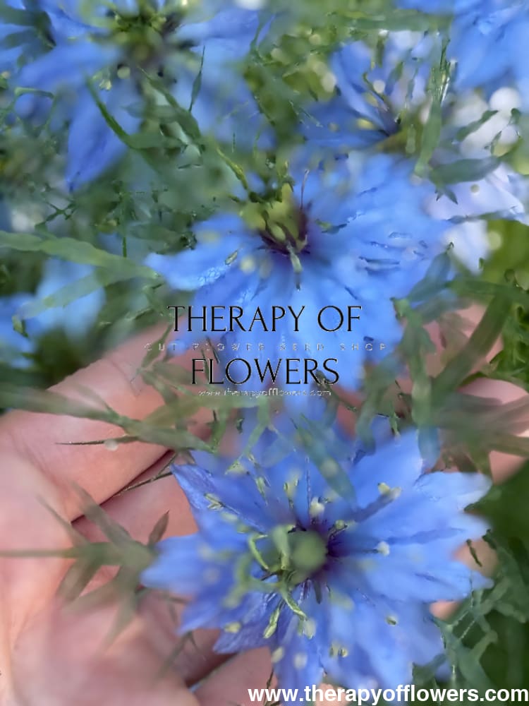 Nigella damascena Miss Jekyll Light Blue | Love-in-a-Mist | 2 gram therapyofflowers.com