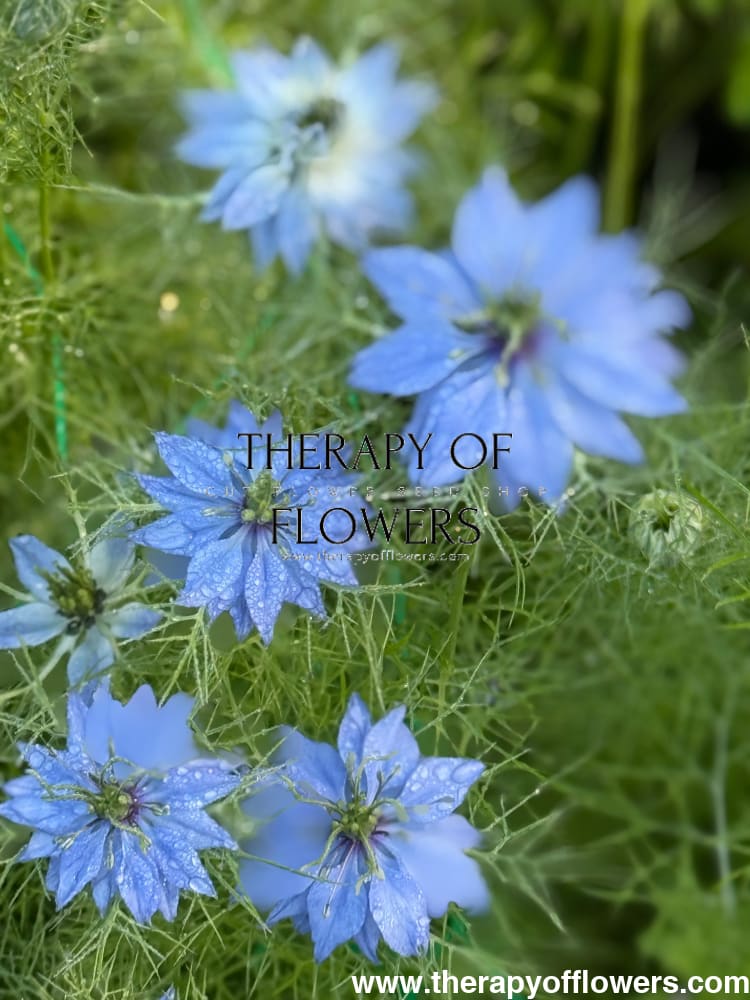 Nigella damascena Miss Jekyll Light Blue | Love-in-a-Mist | 2 gram therapyofflowers.com