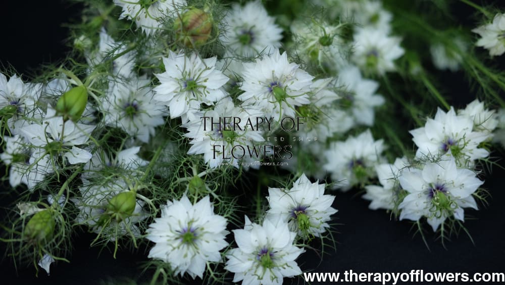 Nigella damascena Miss Jekyll white therapyofflowers.com