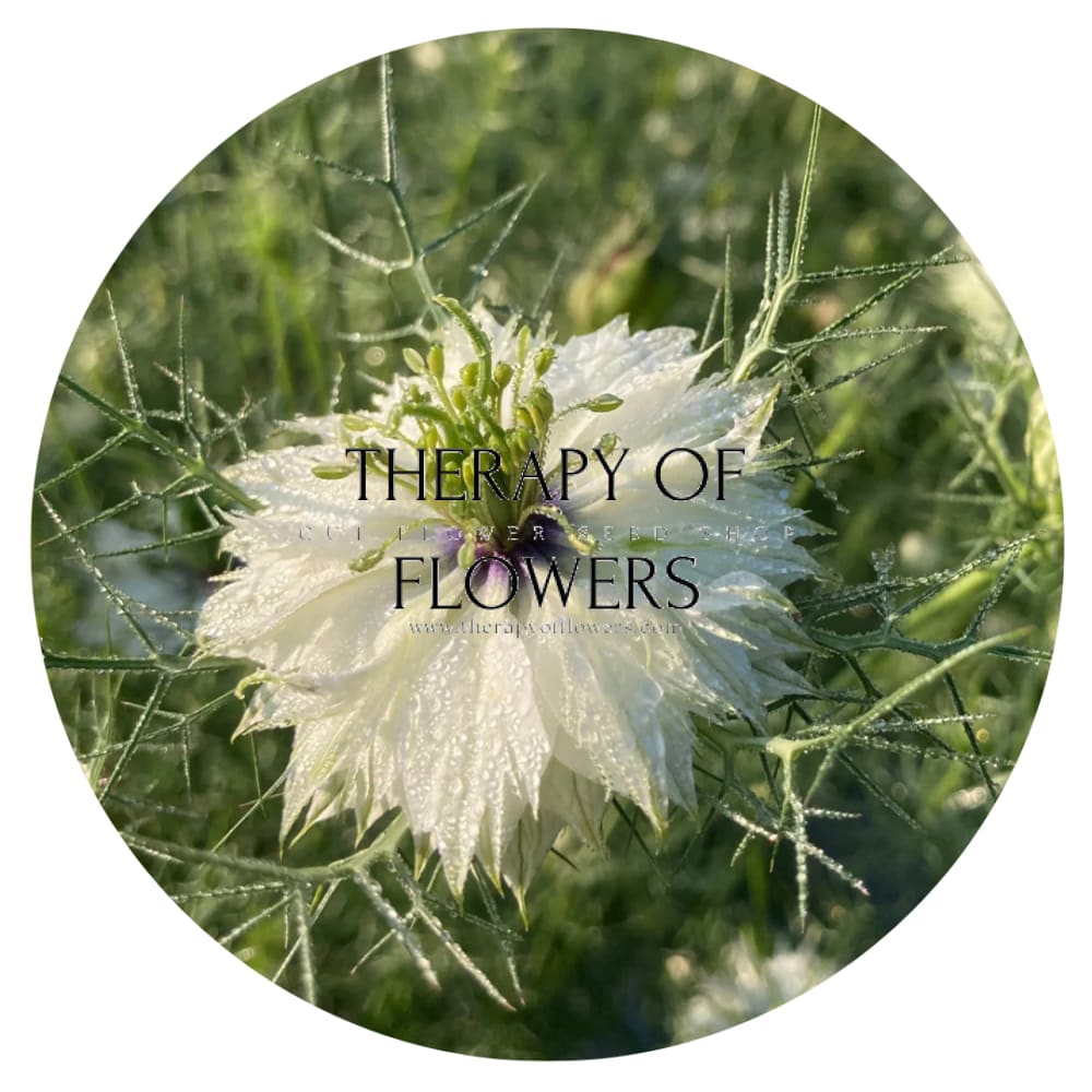 Nigella damascena Miss Jekyll white | Love-in-a-Mist - 1 gram / 70 cm - seeds
