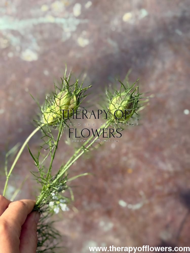 Nigella damascena Miss Jekyll white | Love-in-a-Mist | 2 gram therapyofflowers.com