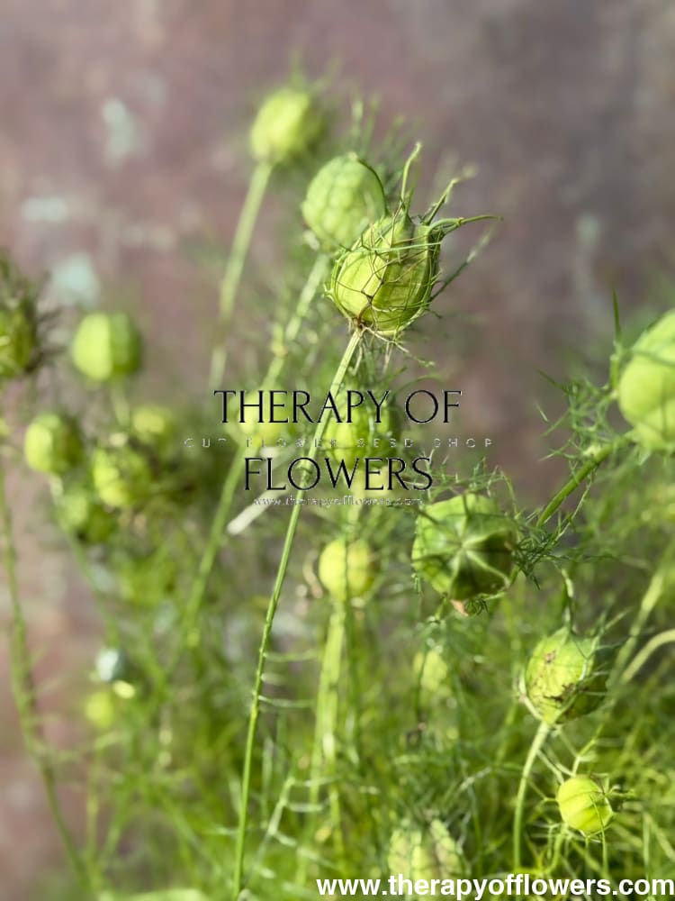 Nigella damascena Miss Jekyll white | Love-in-a-Mist | 2 gram therapyofflowers.com