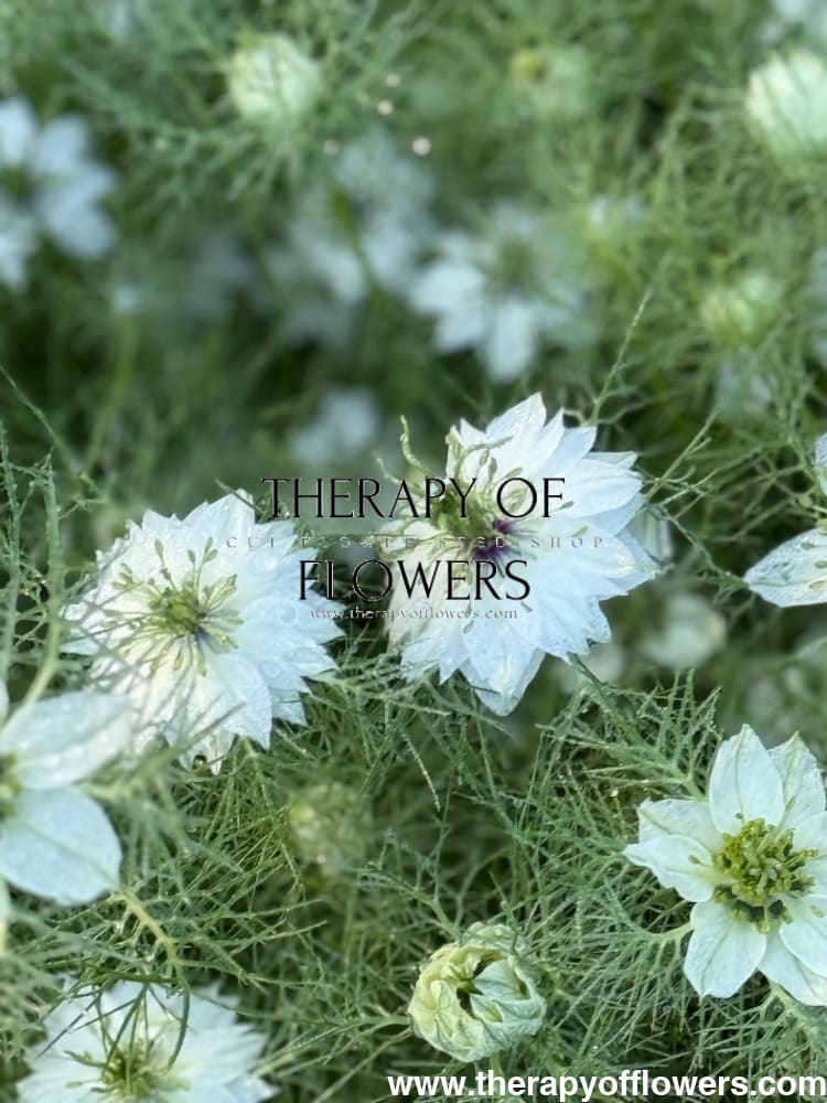 Nigella damascena Miss Jekyll white | Love-in-a-Mist | 2 gram therapyofflowers.com