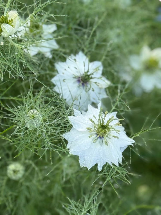 Nigella damascena Miss Jekyll white | Love-in-a-Mist | 2 gram therapyofflowers.com