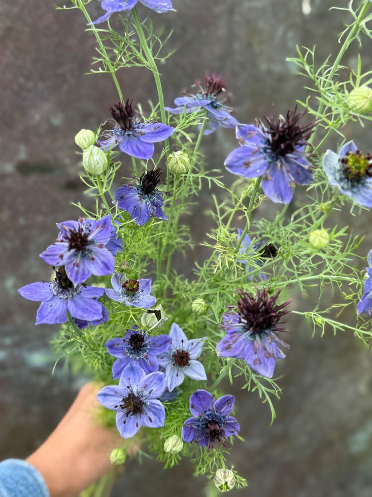 Nigella hispanica Dark Blue | Love-in-a-Mist therapyofflowers.com