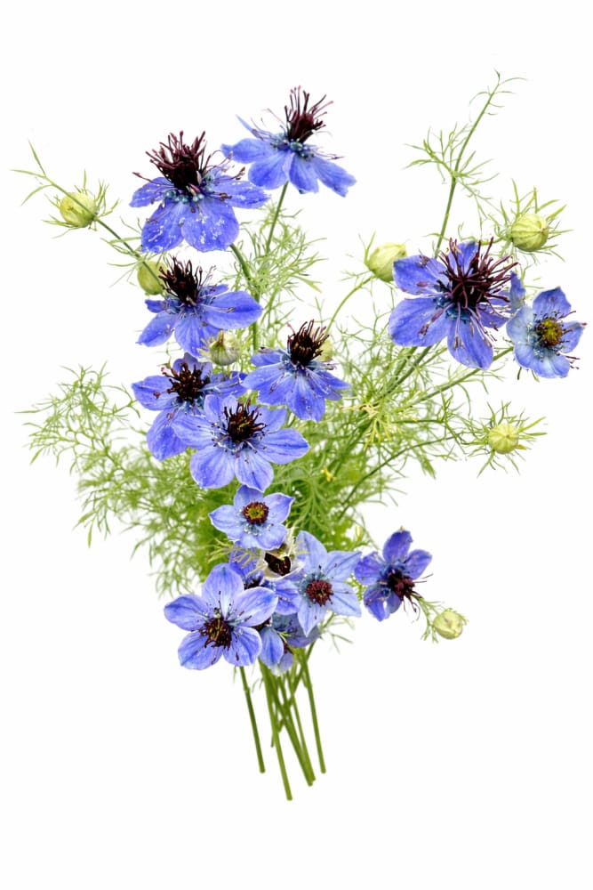Nigella hispanica Dark Blue | Love-in-a-Mist - 1 gram / 70 cm - seeds