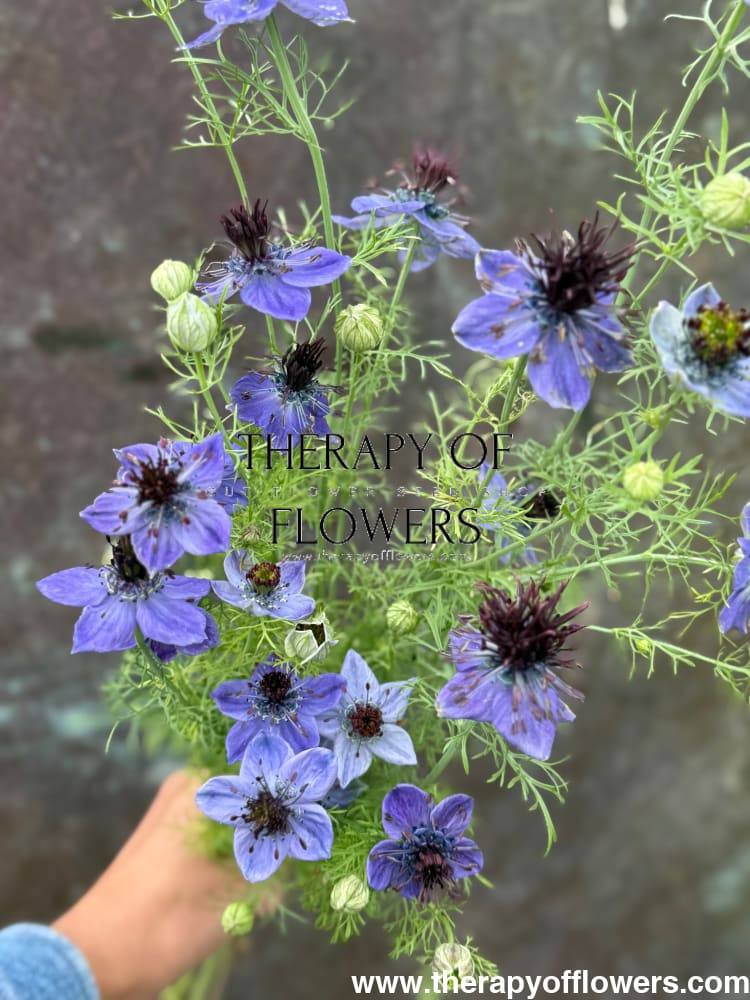 Nigella hispanica Dark Blue | Love-in-a-Mist therapyofflowers.com