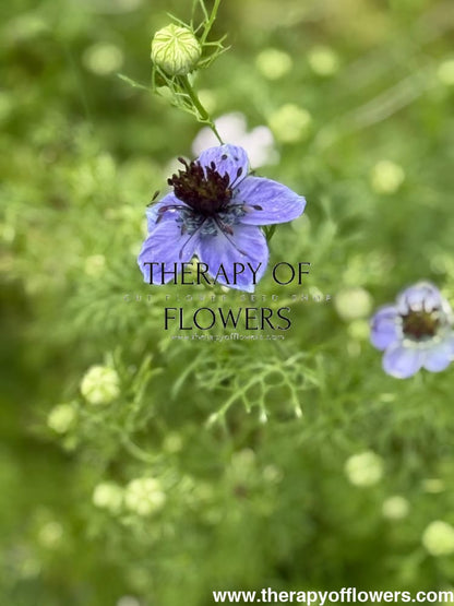 Nigella hispanica Dark Blue | Love-in-a-Mist therapyofflowers.com