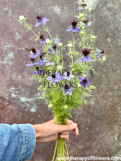 Nigella hispanica Dark Blue | Love-in-a-Mist therapyofflowers.com