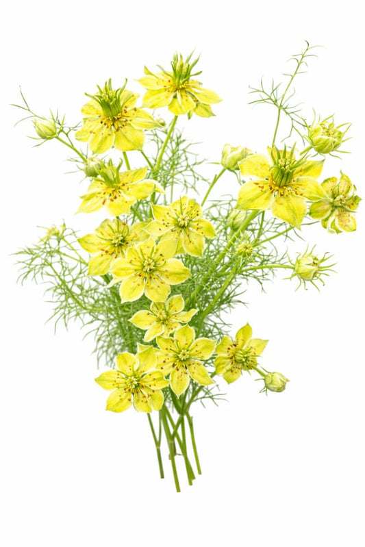 Nigella orientalis Transformer | Love-in-a-Mist | 3 gram - seeds