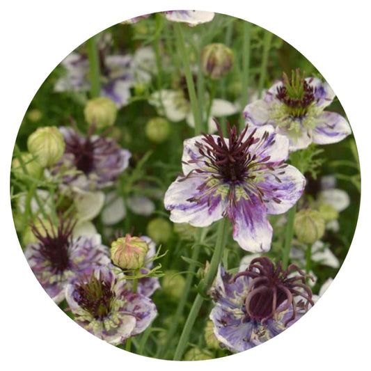 Nigella papillosa Delft Blue