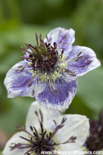 Nigella papillosa Delft Blue