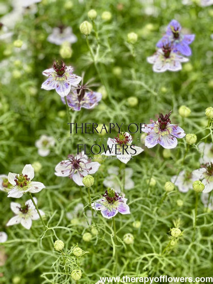 Nigella papillosa Delft Blue therapyofflowers.com