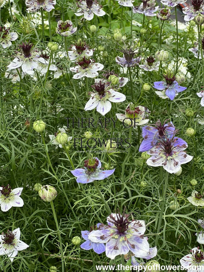 Nigella papillosa Delft Blue therapyofflowers.com