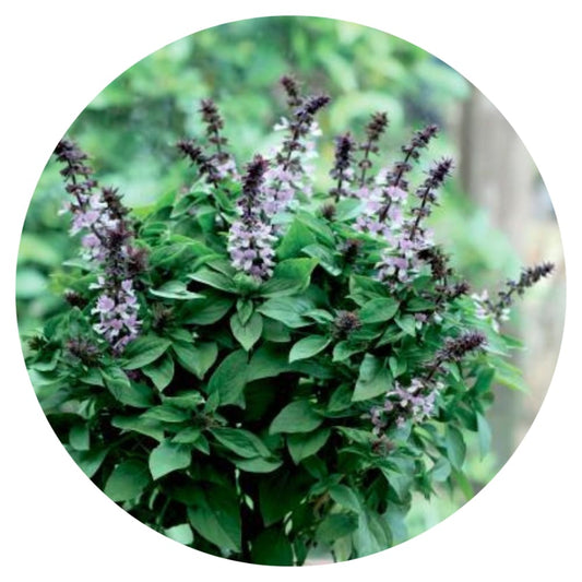 Ocimum basilicum Floral Spires Lavender therapyofflowers.com