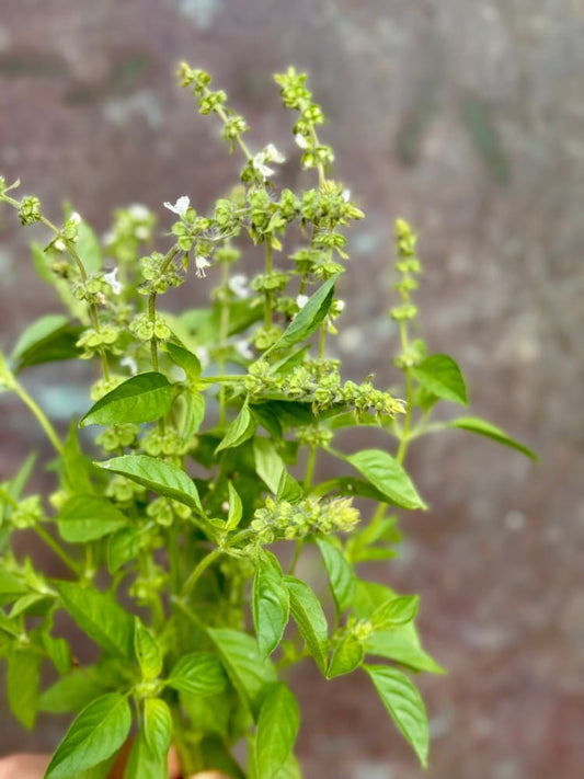 Ocimum basilicum Lemon | Lemon basil | Basilikum Citron therapyofflowers.com