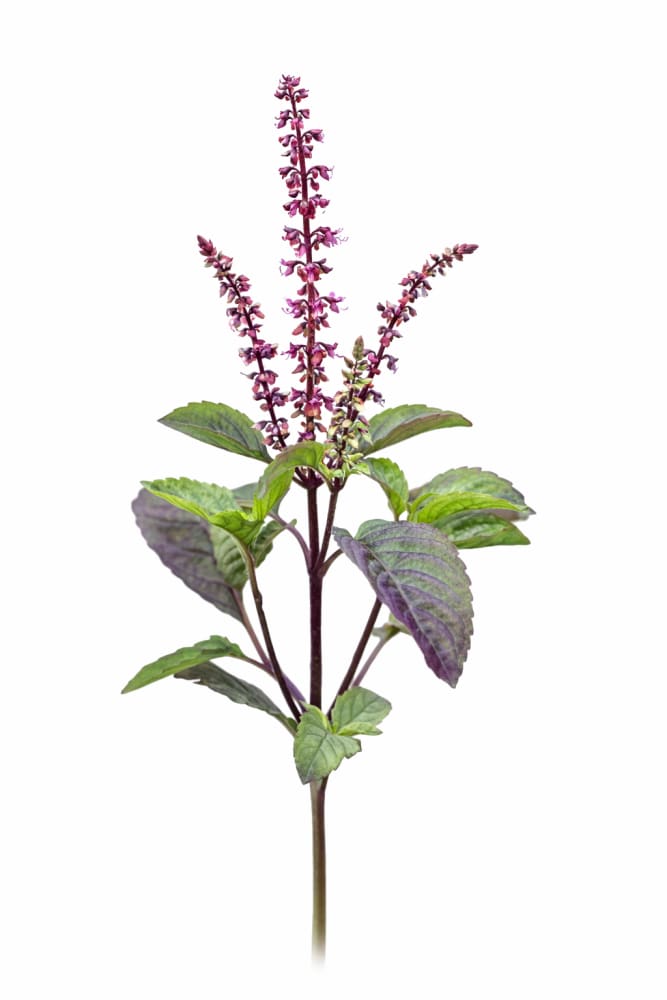 Ocimum tenuiflorum | Basilica Red | Holy Basil therapyofflowers.com