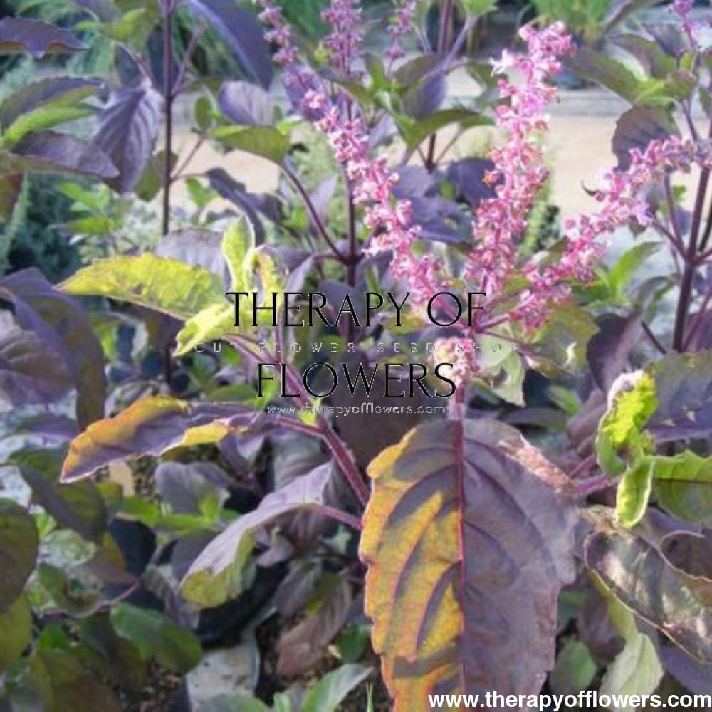 Ocimum tenuiflorum | Basilica Red | Holy Basil therapyofflowers.com