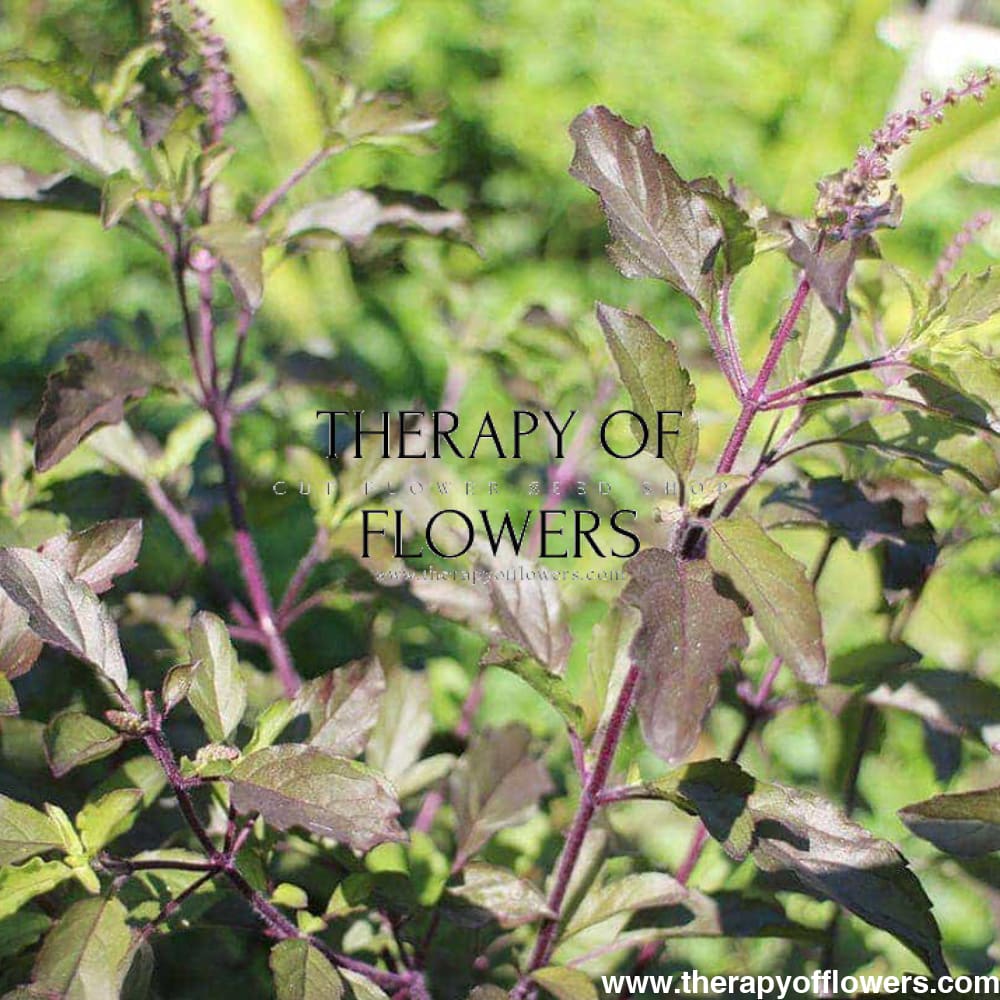 Ocimum tenuiflorum | Basilica Red | Holy Basil therapyofflowers.com