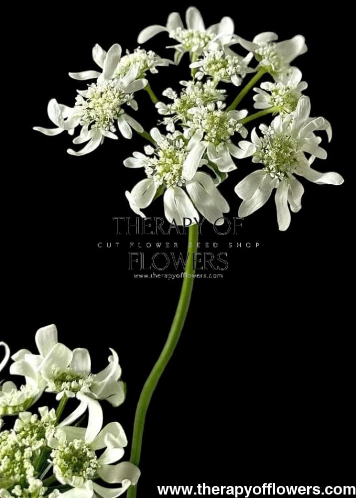 Orlaya grandiflora ‘White Lace’ | White Lace Flower | Elegant Filler Flower therapyofflowers.com