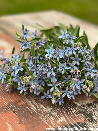 Tweedia coerulea Heavenly Blue
