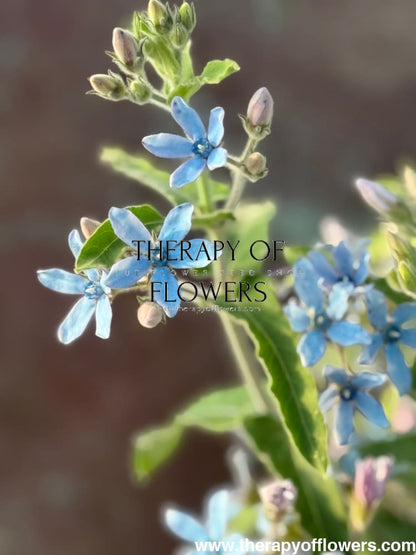 Tweedia coerulea Heavenly Blue therapyofflowers.com