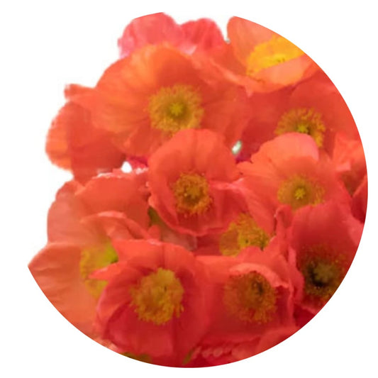 Papaver nudicaule Champagne Bubbles Pink therapyofflowers.com