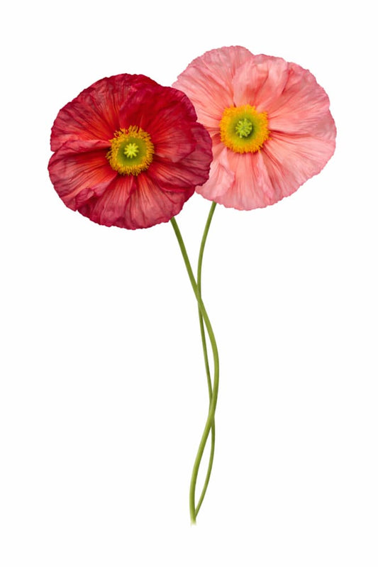 Papaver nudicaule Colibrì® CICLAMINO | Iceland Poppy - 20 seeds / Cyclamen-pink - seeds