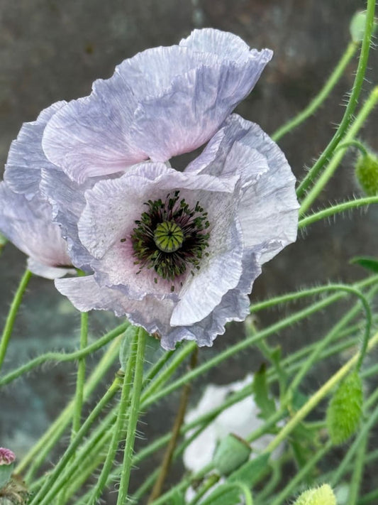 Papaver rhoeas Amazing Grey | Poppy therapyofflowers.com