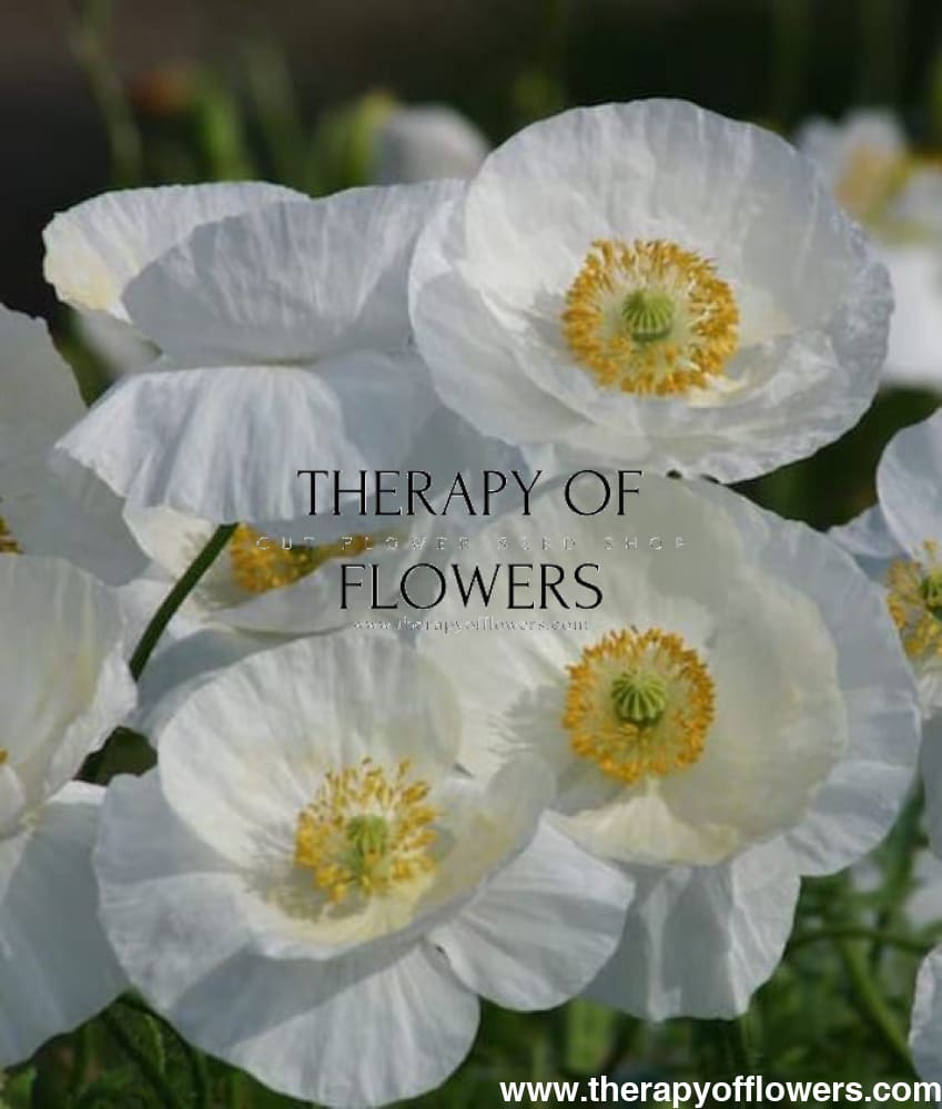 Papaver rhoeas Bridal Silk therapyofflowers.com
