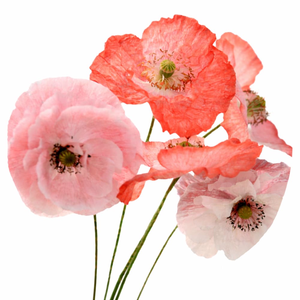 Papaver rhoeas Mother of Pearl | Poppy - 0.2 gram / Pink MIX - Seeds