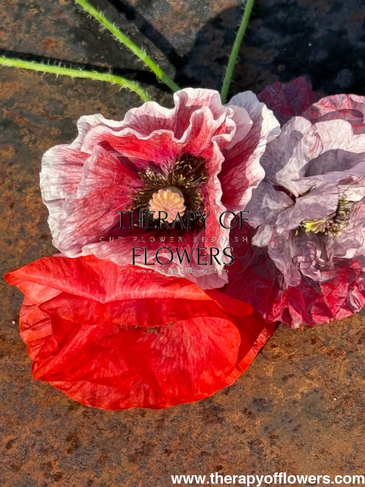 Papaver rhoeas Mother of Pearl | Poppy - 0.2 gram / Pink MIX - Seeds