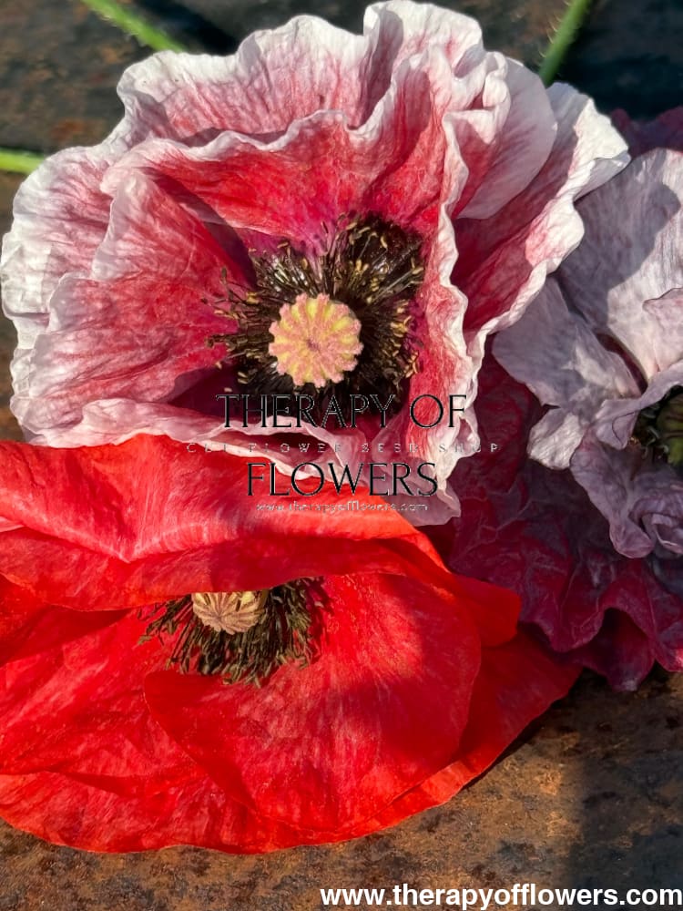 Papaver rhoeas Mother of Pearl | Poppy - 0.2 gram / Pink MIX - Seeds
