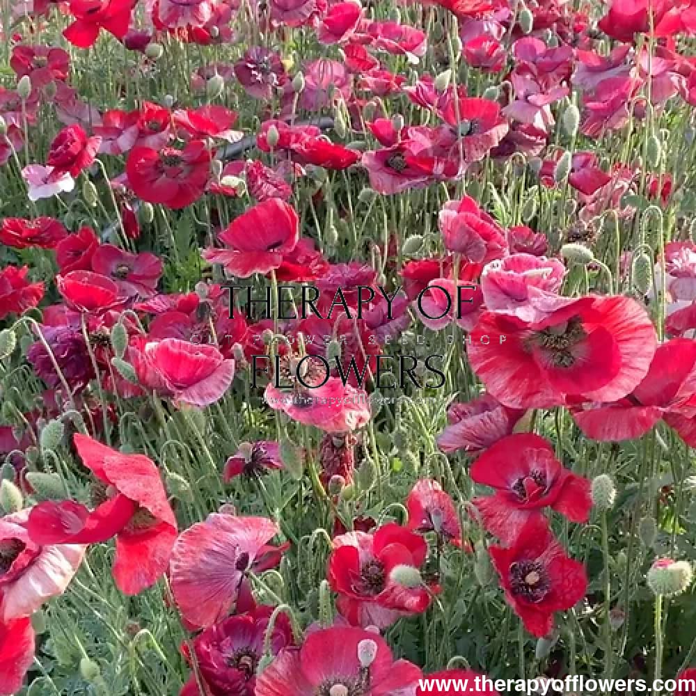 Papaver rhoeas Pandora therapyofflowers.com