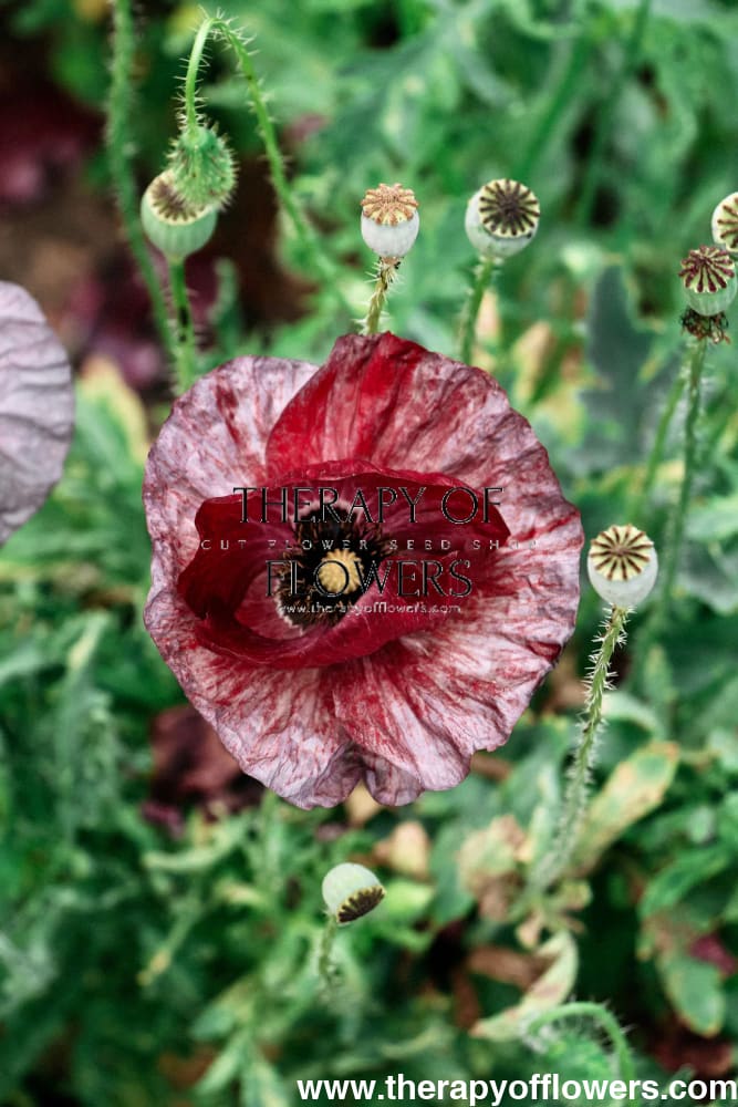 Papaver rhoeas Pandora therapyofflowers.com