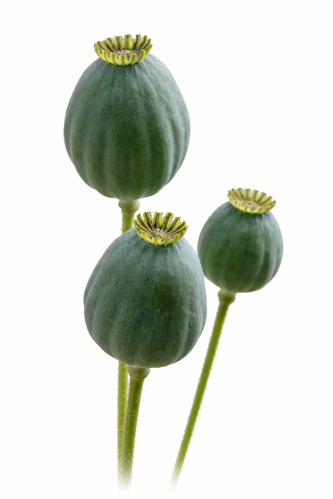 Papaver somniferum Bowling Ball | Breadseed Poppies - 1 gram / 45 - 60 cm - seeds