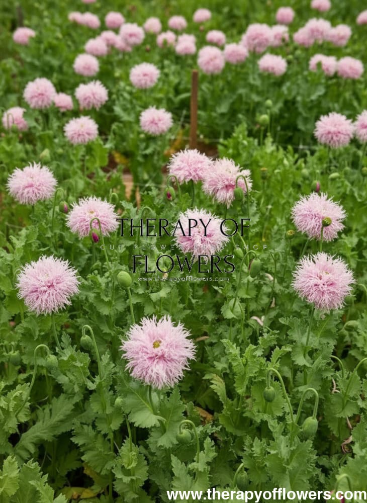 Papaver somniferum Lilac Pompom  | Breadseed Poppies | Feathered Poppy therapyofflowers.com