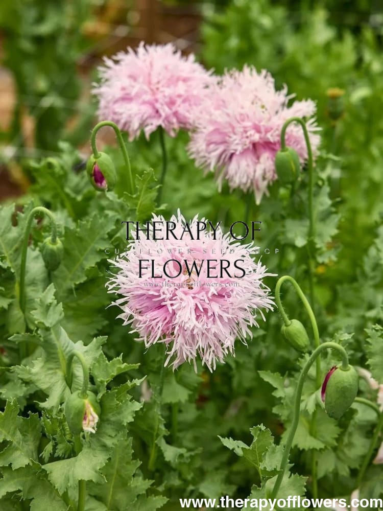 Papaver somniferum Lilac Pompom  | Breadseed Poppies | Feathered Poppy therapyofflowers.com