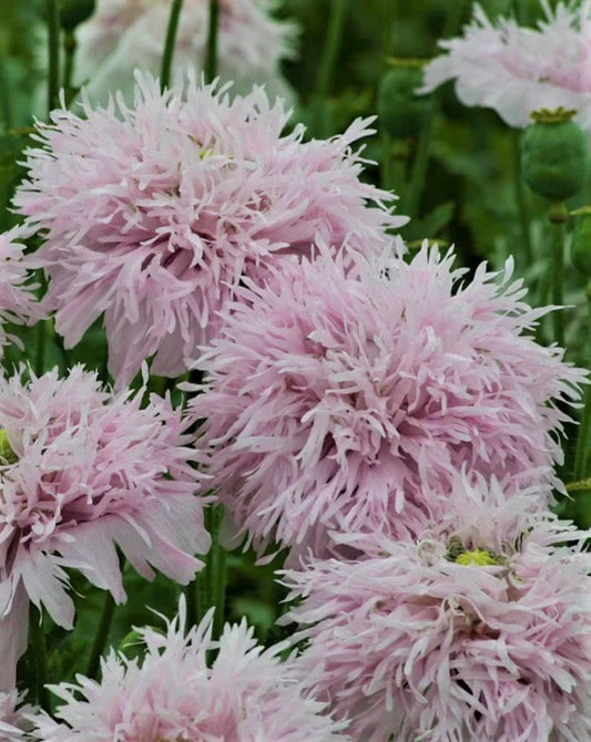 Papaver somniferum Lilac Pompom  | Breadseed Poppies | Feathered Poppy therapyofflowers.com