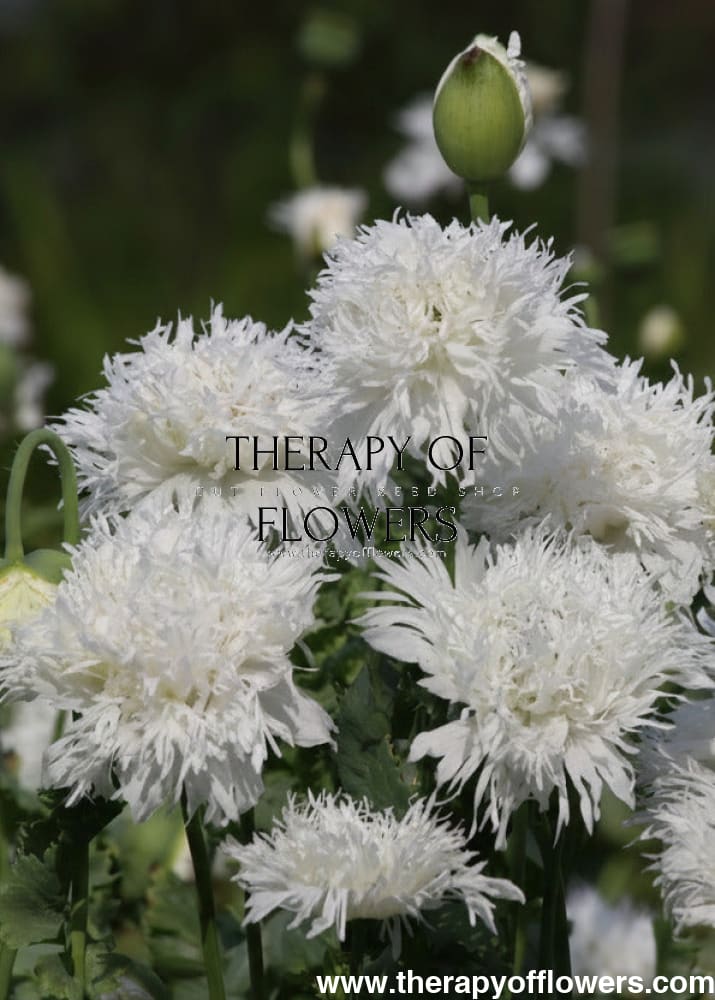 Papaver somniferum White Swan  | Breadseed Poppies | Feathered Poppy therapyofflowers.com