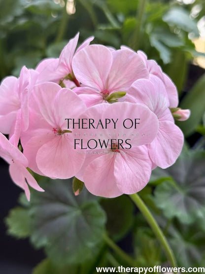Pelargonium x hortorum BullsEye™ Light Pink therapyofflowers.com