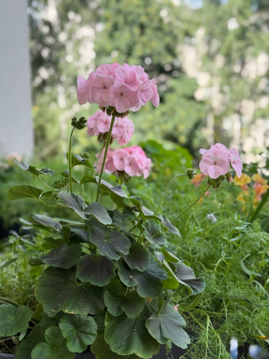 Pelargonium x hortorum BullsEye™ Light Pink therapyofflowers.com